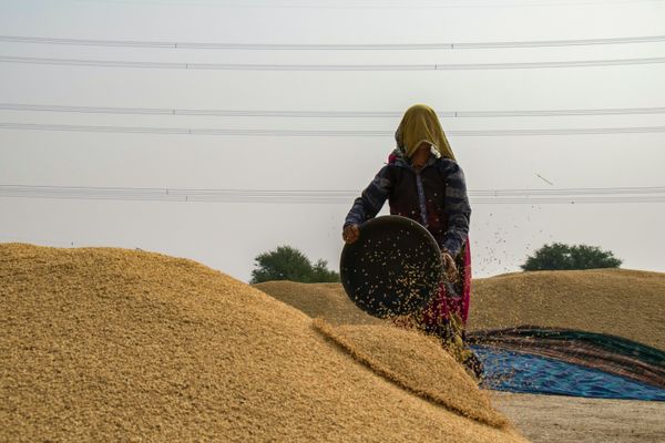 Crisis de trigo: conoce su impacto en México y en el mundo